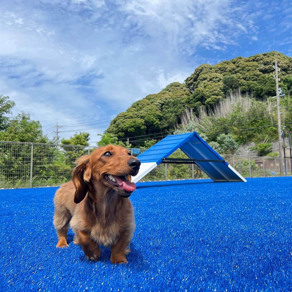 DOG PARK