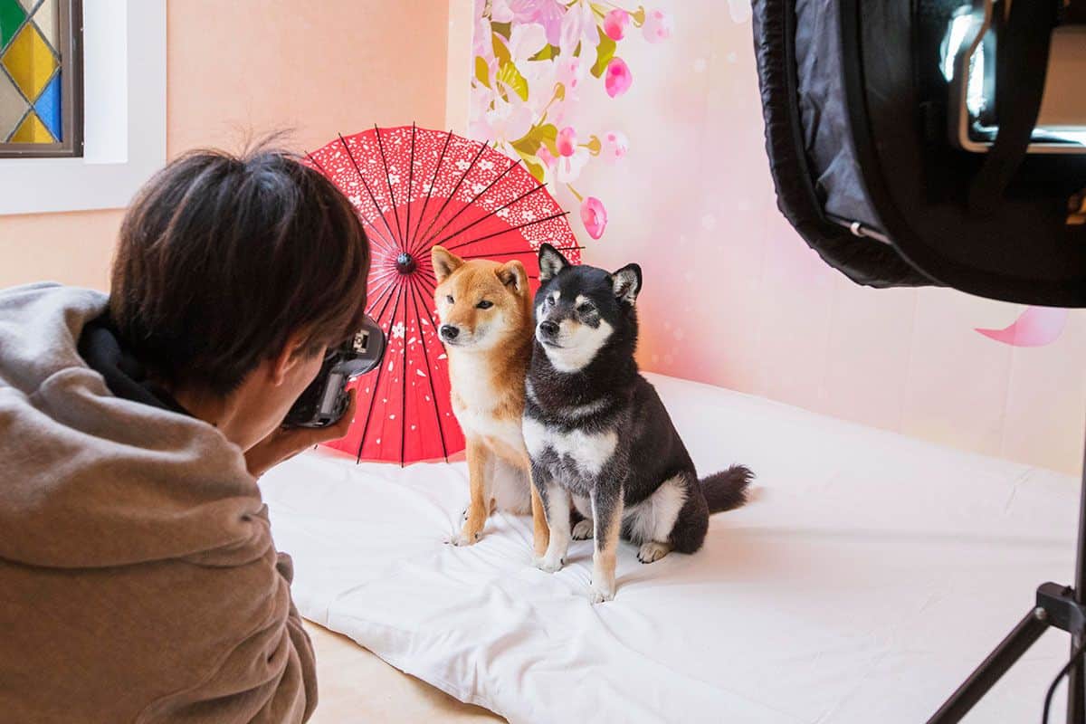 わんこフォトスタジオ