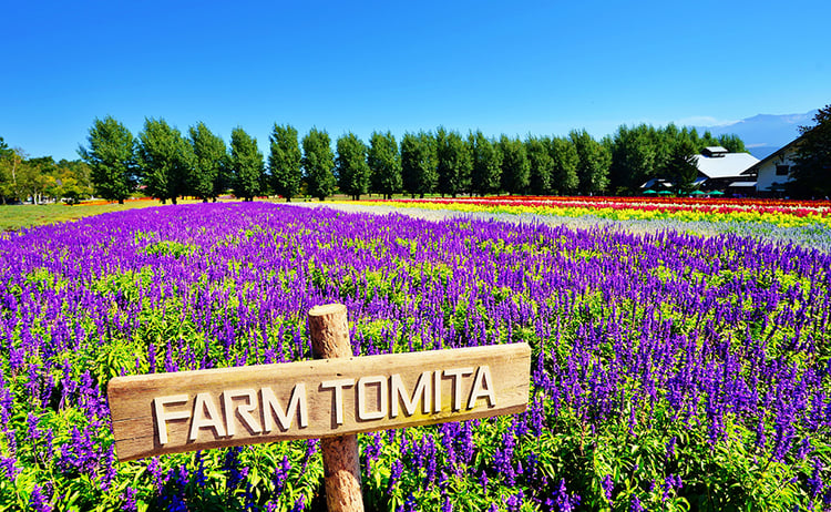 ファーム富田>