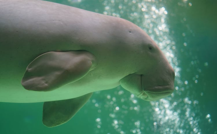 Amazon.co.jp: 三重 鳥羽水族館 ジュゴン 二見シーパラダイス