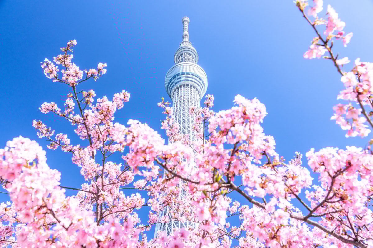 東京で人気の桜並木スポット