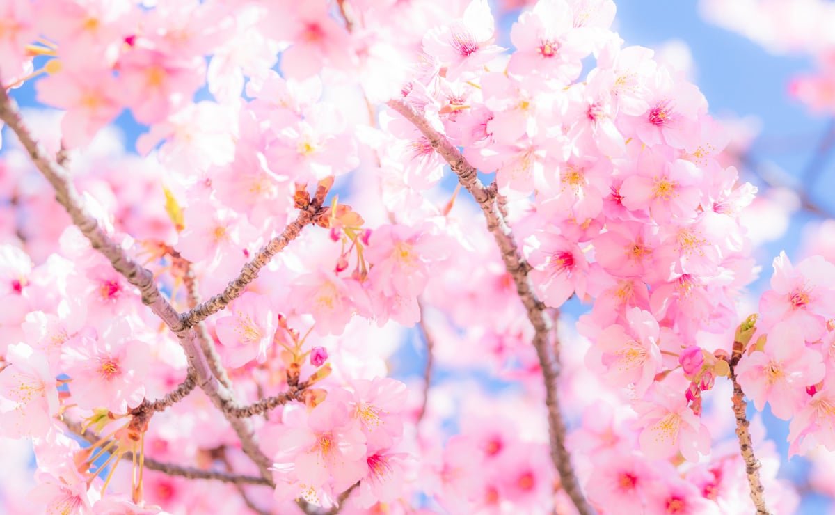 Here are hotels we recommend for an unforgettable trip surrounded by cherry blossoms