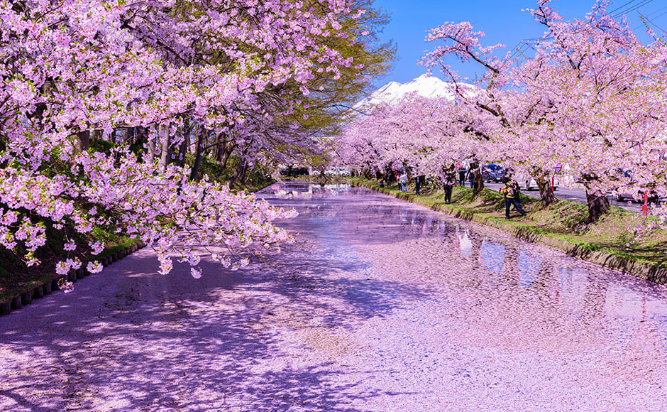 桜を愛でる旅におすすめのホテル | 【公式】マイステイズ・ホテル