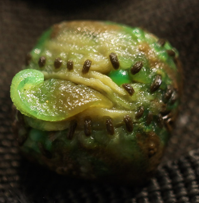 Gaia