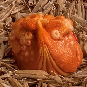 Apricot 5