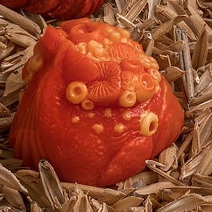 Apricot 4