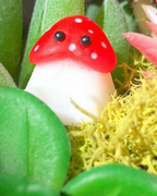 Shrooms