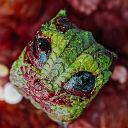 Zombie Mume