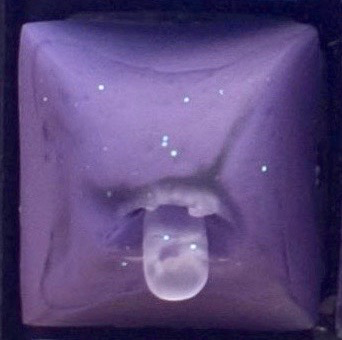 Purple Cabbage