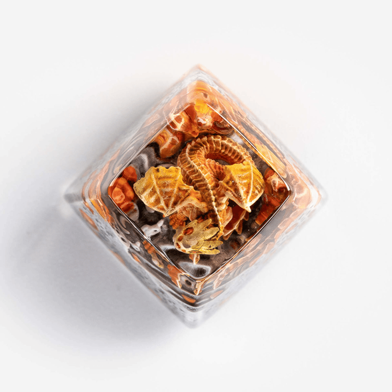 SA Cockle