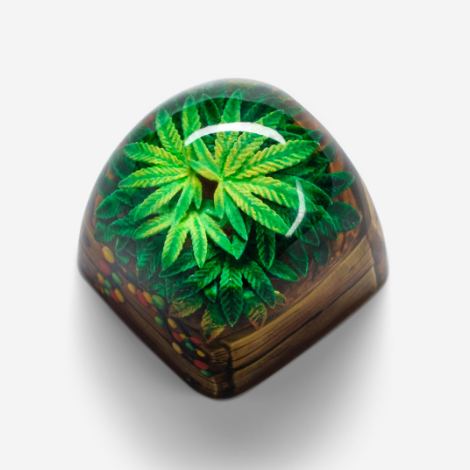 DOM Rasta Jardin