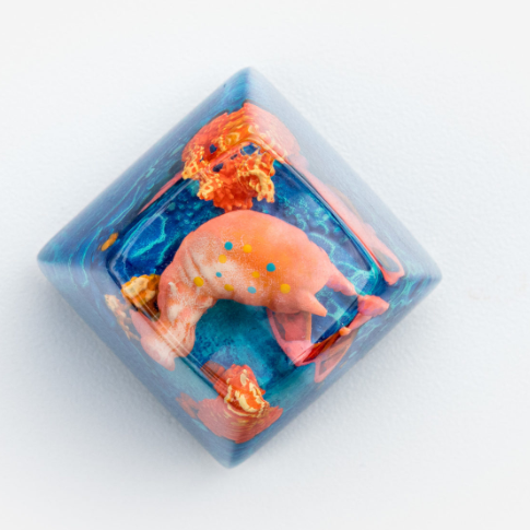 SA Coral