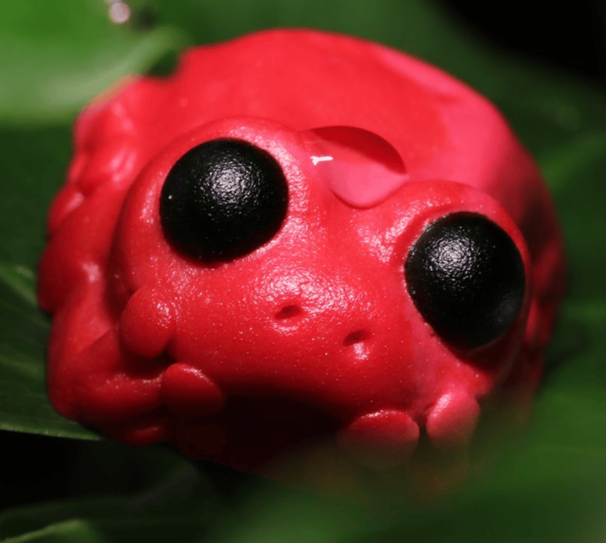 Ruby Swirl