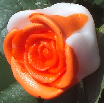 Orange Creamcicle
