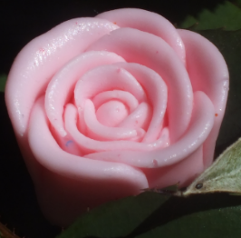 Carnation
