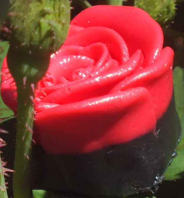 Red Depths