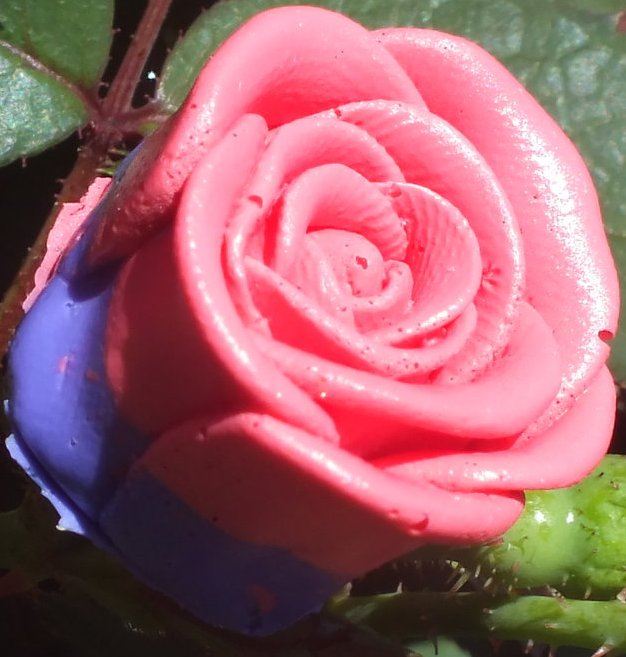 Hana's Rose