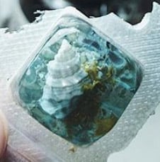 Seashell