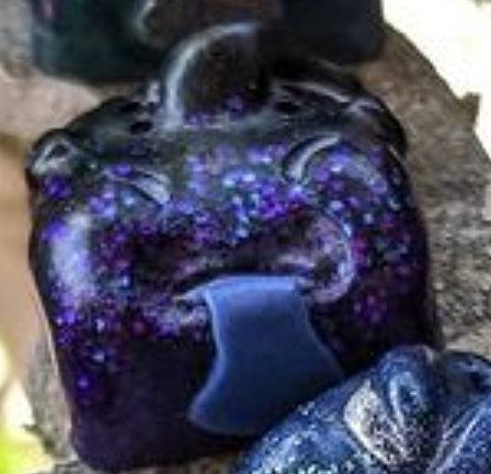 Nightshade