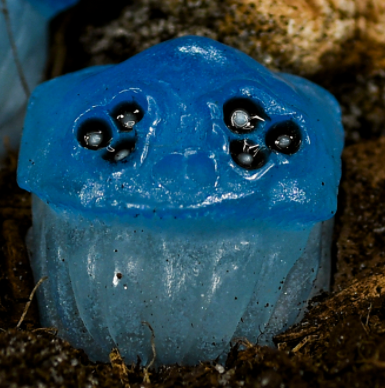 Phosphorescent Fungi