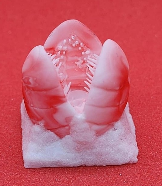 Peppermint Melange