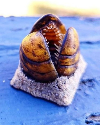 Wacky Arracky Tobacky (w/ sand)