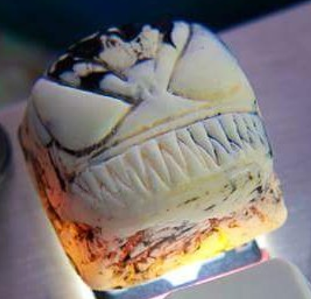 Symbio