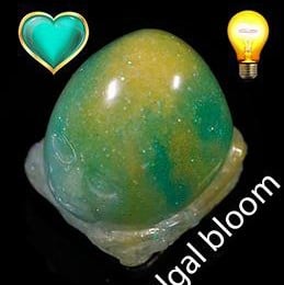Algal Bloom