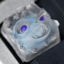 Royal Crystal Toothy
