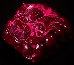 Day 41 - Pathogen Pie