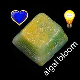 Algal Bloom