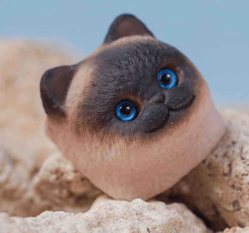 Toulouse (Siamese)
