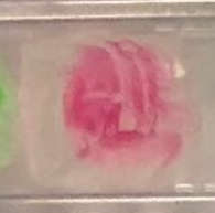 Glass Berry
