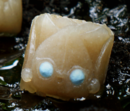 Mudwater
