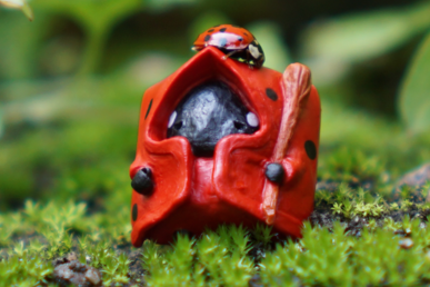 Ladybug