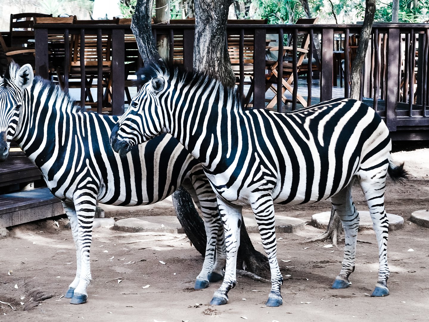 Zebras