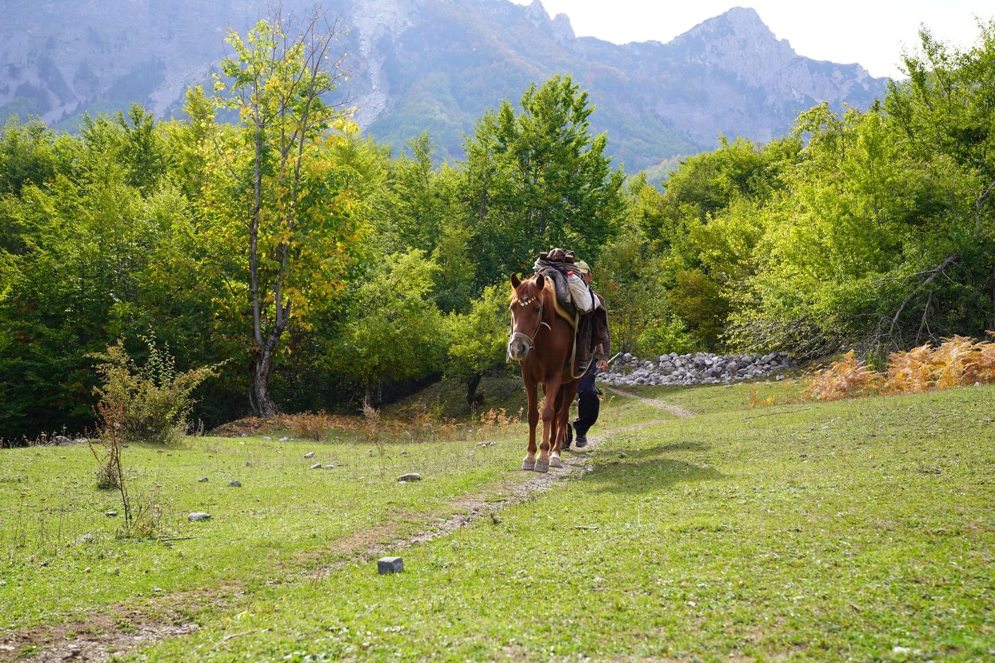 A donkey walking along a trail in Northern Albania