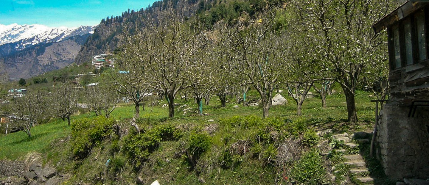 Apple trees in Manali, India.
