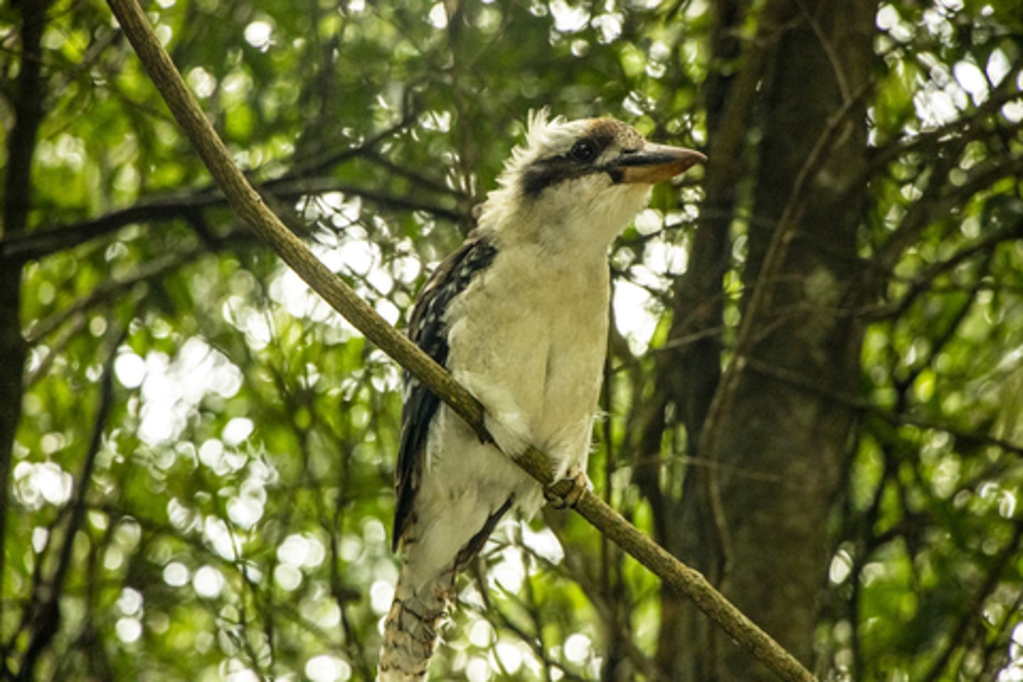 A laughing kookaburra at Dorrigo National Park, Australia