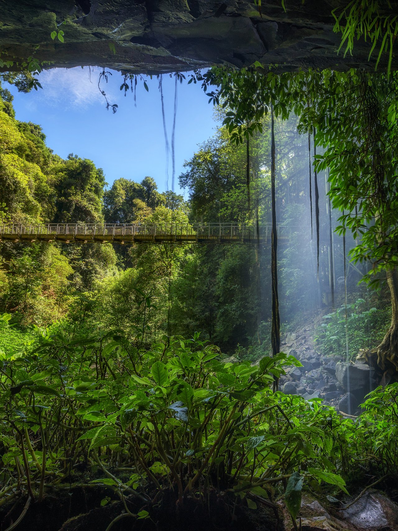 Trails and bridges through Dorrigo National Park