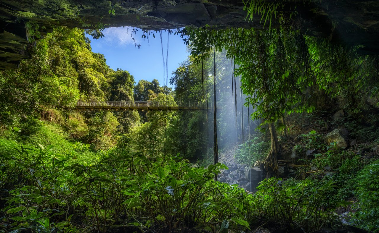Trails and bridges through Dorrigo National Park