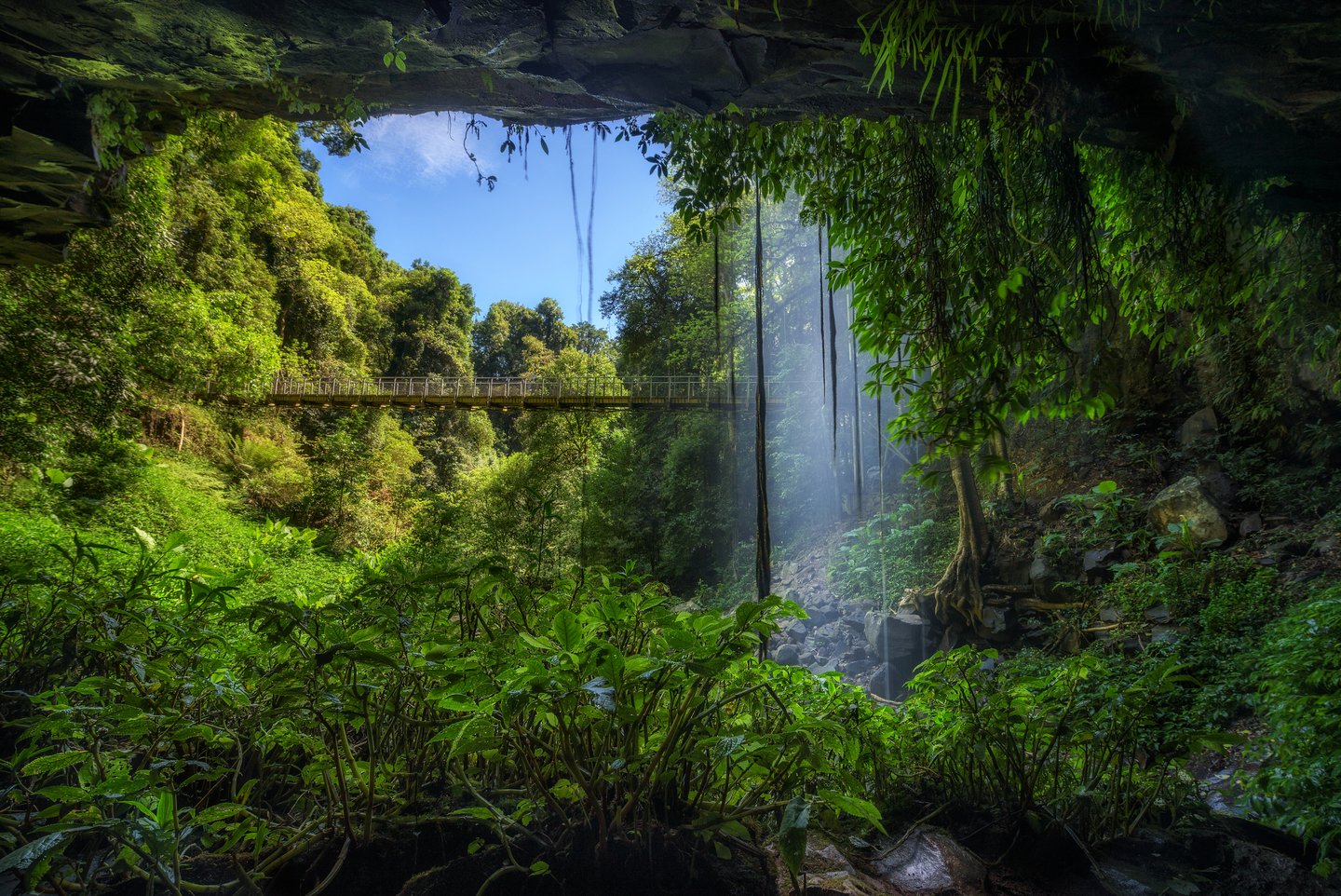 Trails and bridges through Dorrigo National Park