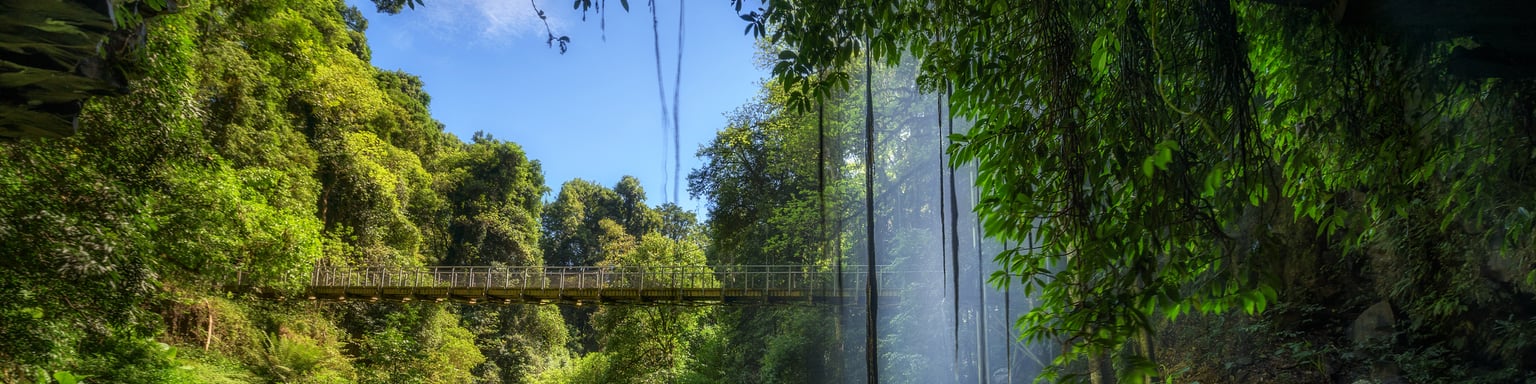 Trails and bridges through Dorrigo National Park