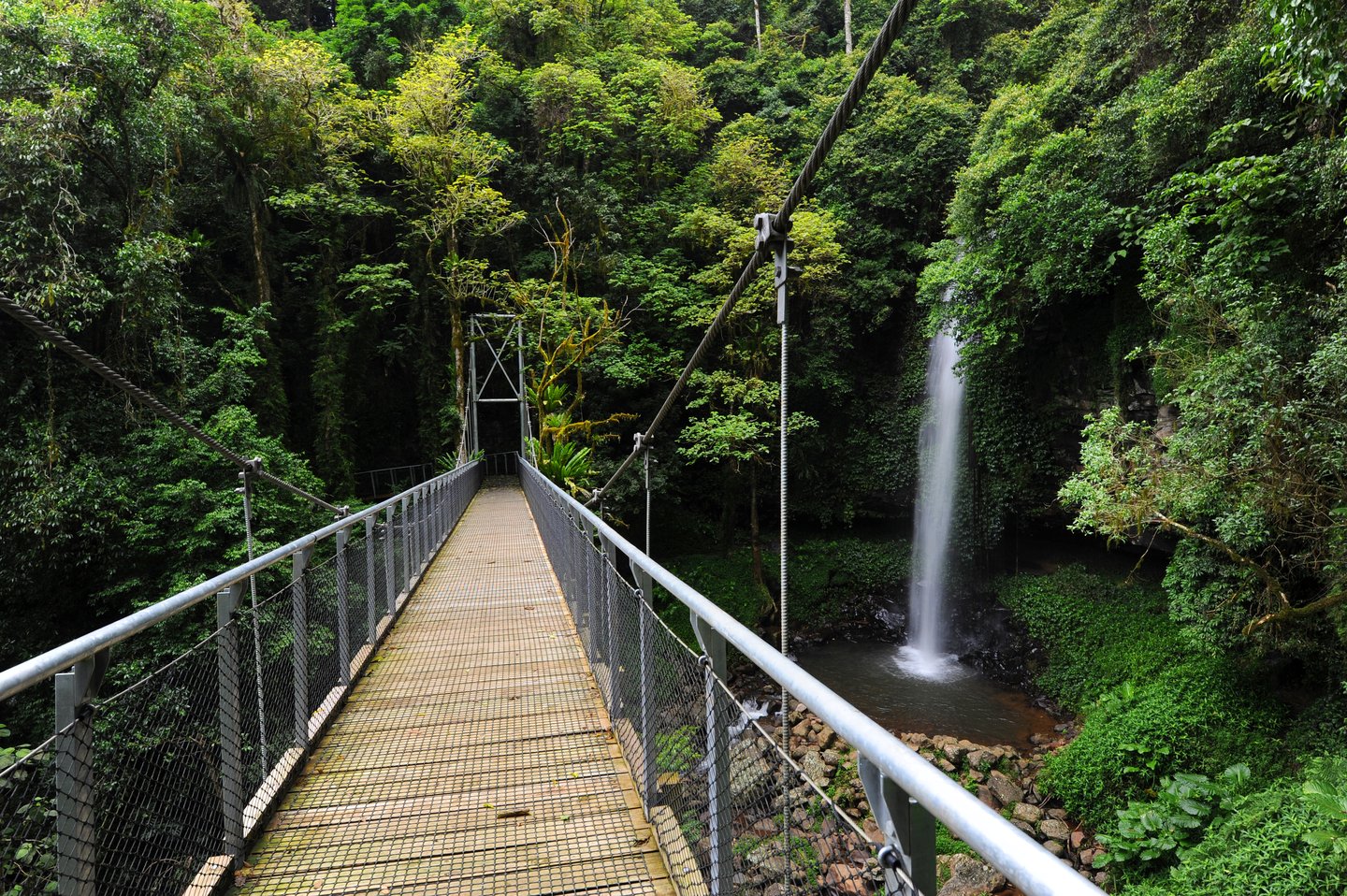 The walkway past Crystal Falls in Dorrigo National Park