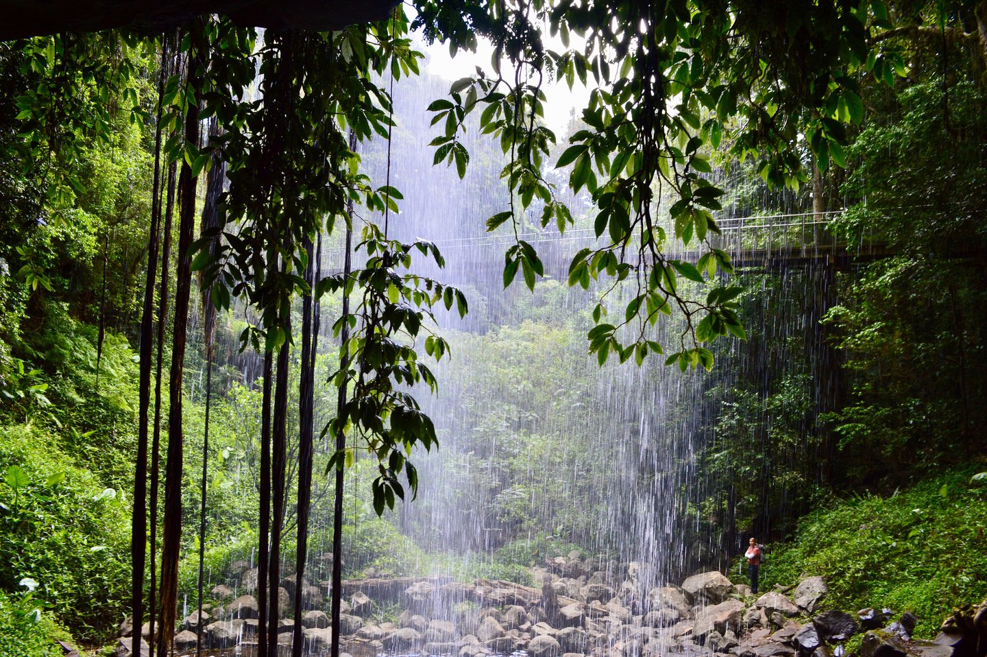 The Waterfall Way track through the falls in Dorrigo National Park