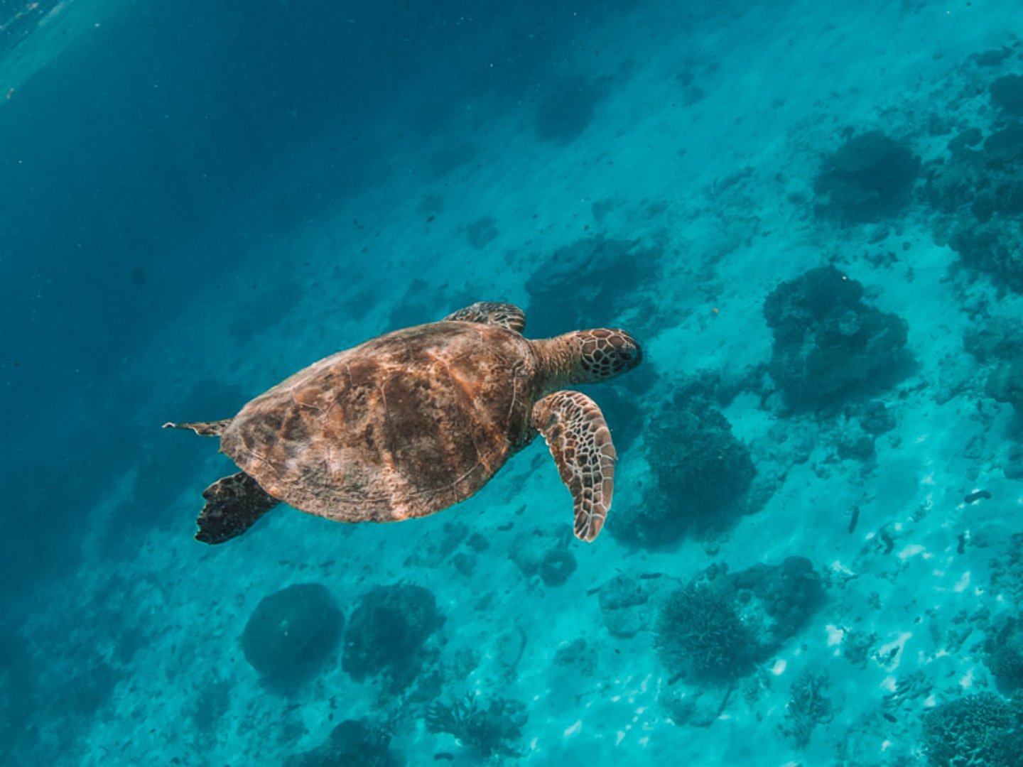 Turtle at Lady Elliot Island, Queensland