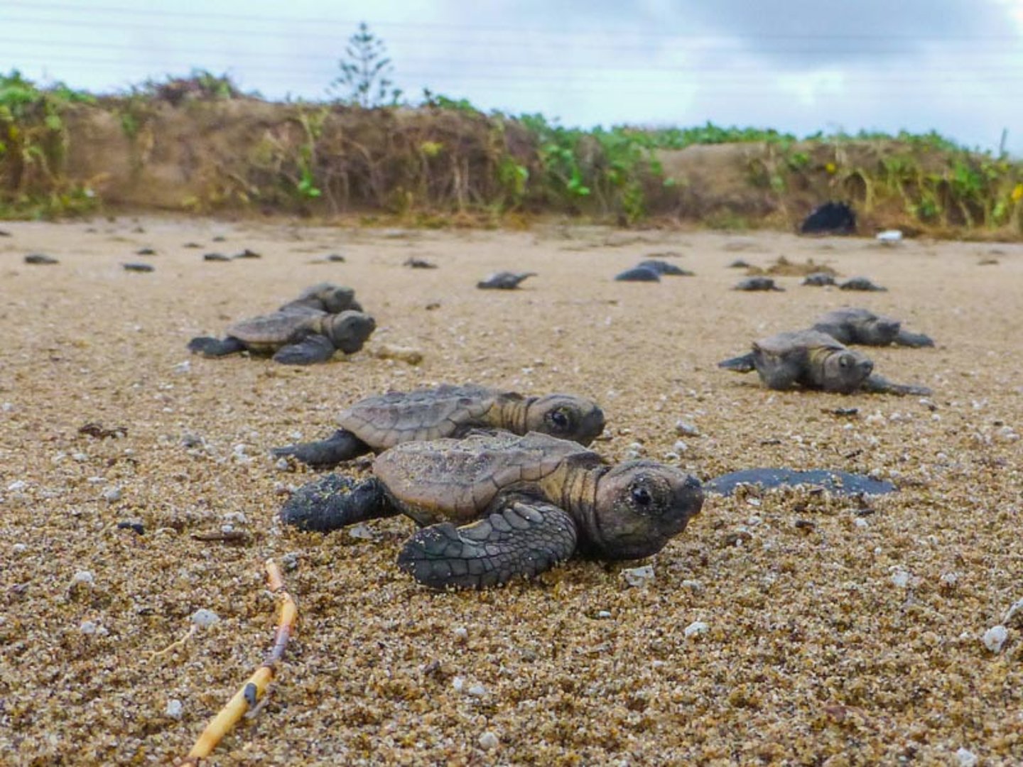 Baby Loggerhead turtles at Mon Repos, Bundaberg