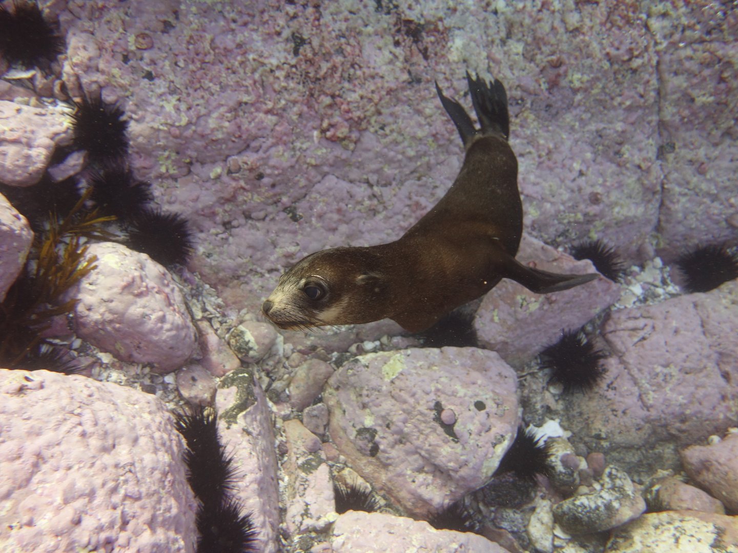 A seal pup at Montague Island in Australia