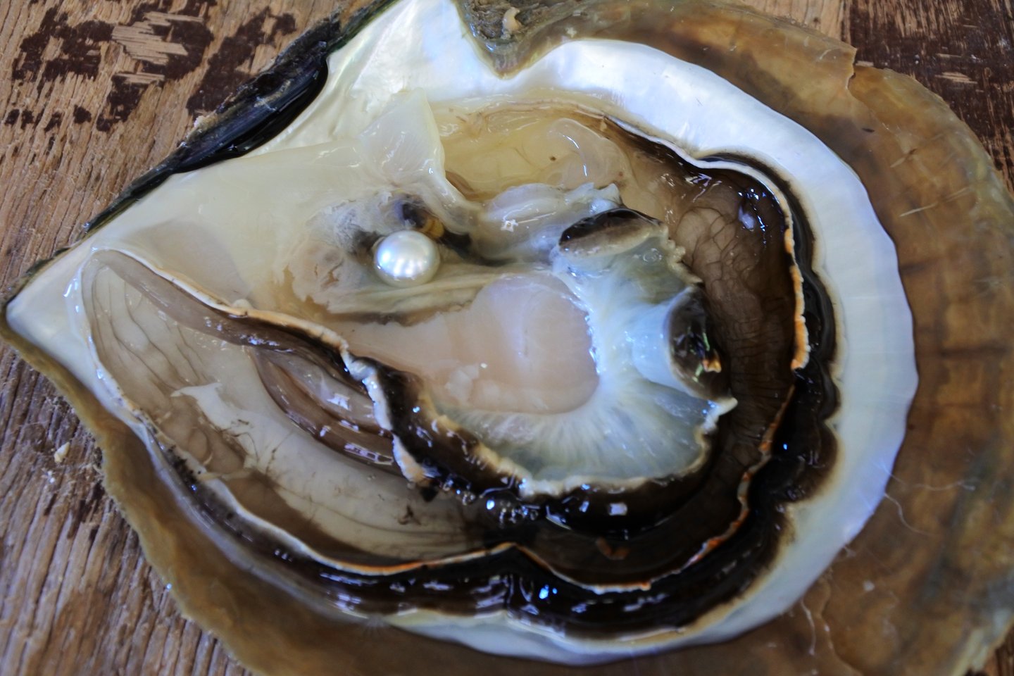 Australian South Sea pearl inside an oyster