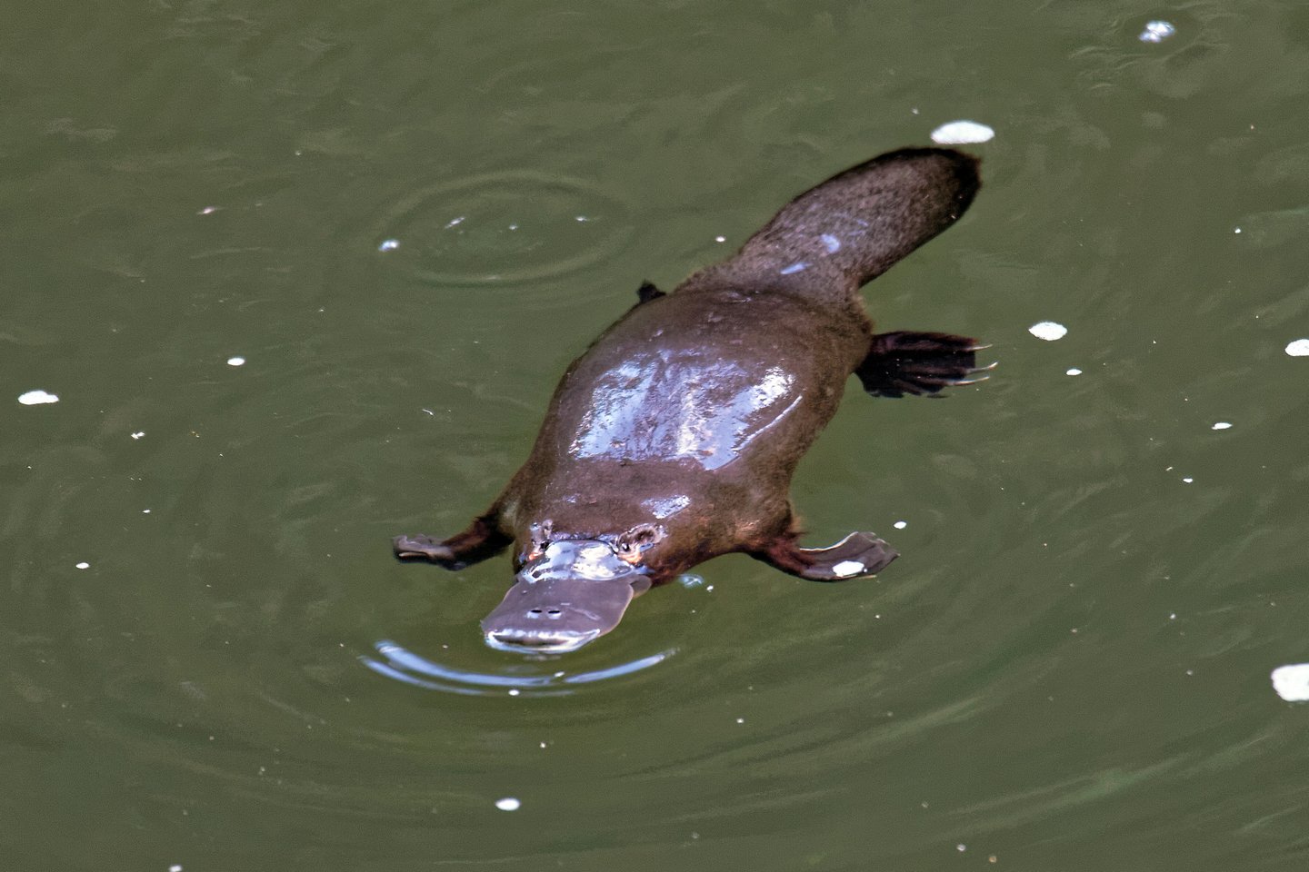 A platypus swimming in the water